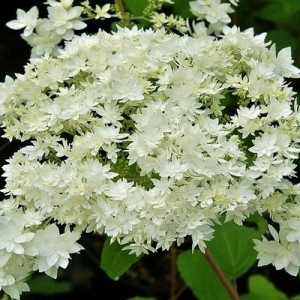 Саженец гортензии древовидной Хаес Старбаст (Hayes Starburst)