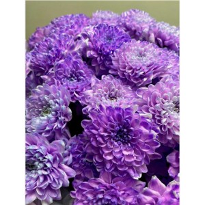 Хризантема Барка