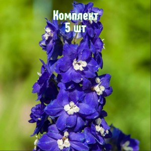 Комплект 5шт / Дельфиниум Пацифик Джиант (синий)