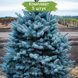 Саженцы Ели колючей Глаука Мэджестик Блу (Glauca Majestic Blue) (Саженцы до 40 см) -  комплект 5 шт.
