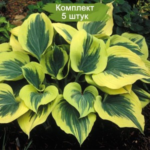 Саженцы хосты Свобода (Liberty) -  комплект 5 шт.