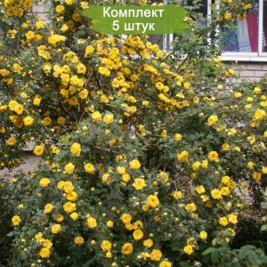 Саженцы шиповника Роза Китайская Золотая -  комплект 5 шт.