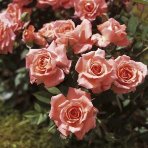 Саженец миниатюрной розы Аллегро Симфони (Allegro Symphonie)