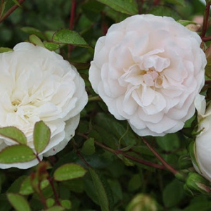 Саженец почвопокровной розы Свани (Swany)