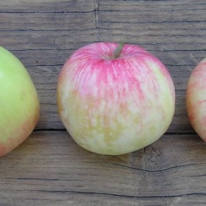 Саженец яблони Грушовка Московской